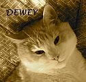 The Dewdrop Shop