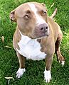 Brown Dog Collectibles