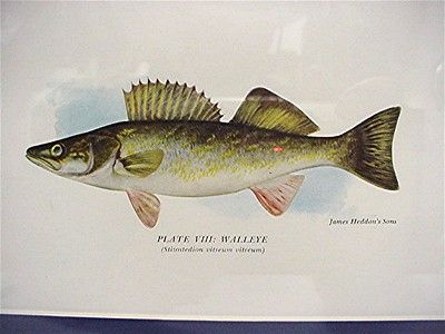 Framed Print of Walleye in Color 50% Off Framed Print of Walleye in Color 50% Off