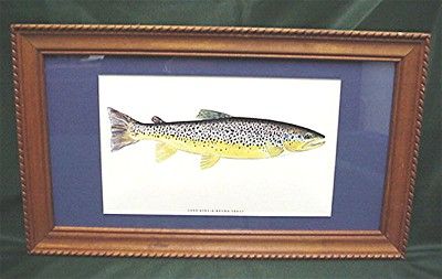 Brown Trout Fish Print Framed Brown Trout Fish Print Framed