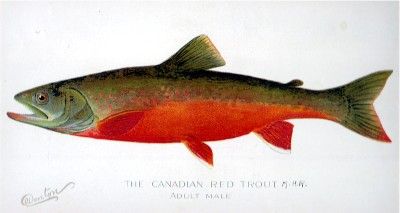 Red Trout