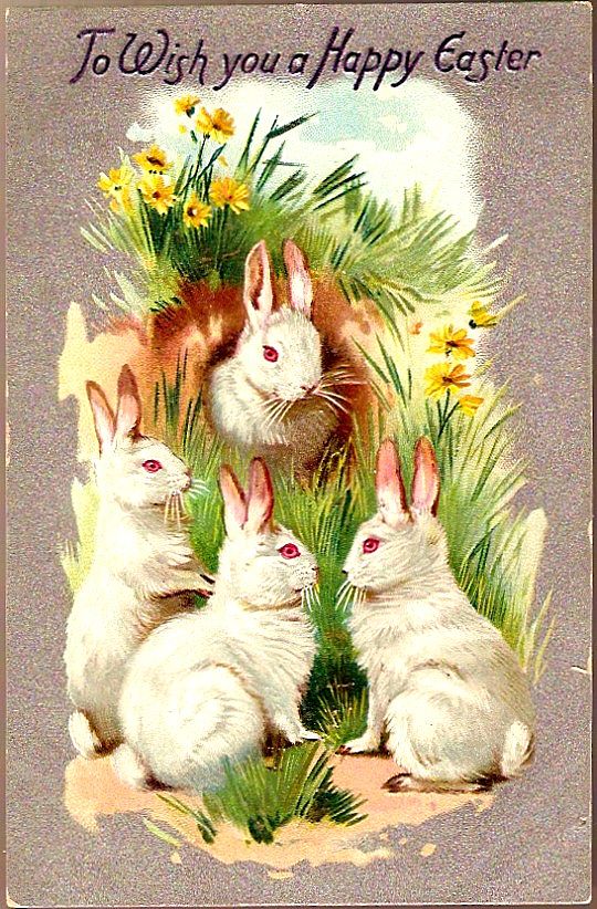Vintage Post Card Tucks Easter Greetings White Rabbits in Burrow Vintage Post Card Tucks Easter Greetings White Rabbits in Burrow