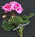 Eclectic Elegance by Ellie II
