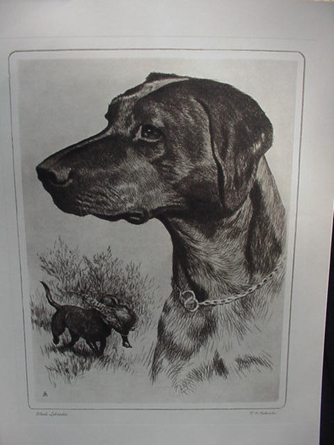 R.H. Palenske Dog Etching, Black Labrador R.H. Palenske Dog Etching, Black Labrador