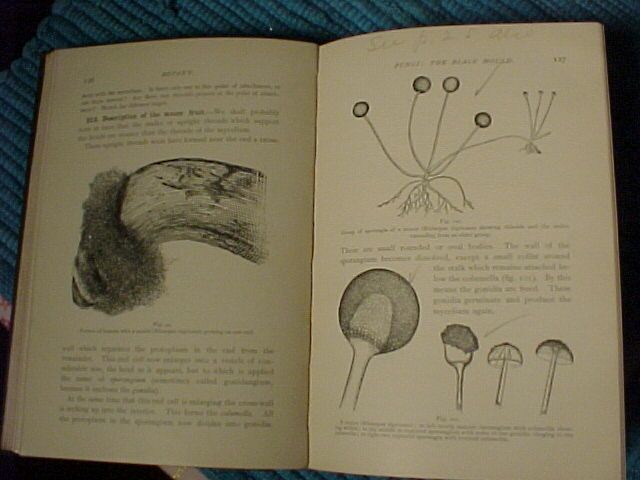 Lessons In Botany 1900 Lessons In Botany 1900