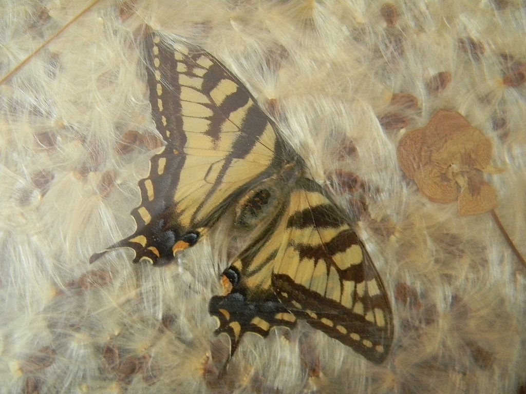 Butterflies Under Glass Serving Tray with Wood Frame Butterflies Under Glass Serving Tray with Wood Frame