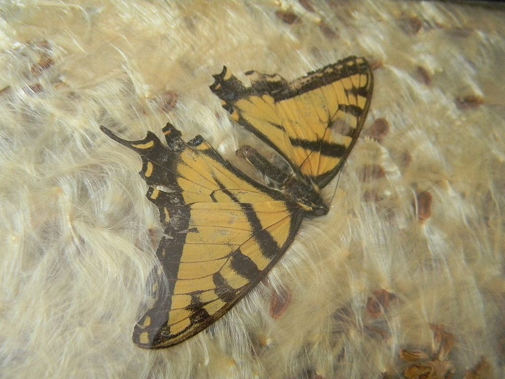 Butterflies Under Glass Serving Tray with Wood Frame Butterflies Under Glass Serving Tray with Wood Frame