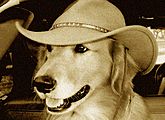 Happy Hound Antiques & Collectibles Happy Hound Antiques & Collectibles