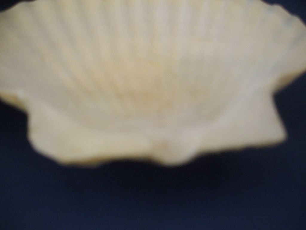 Genuine Clam Shell Ashtray Set of Four Genuine Clam Shell Ashtray Set of Four