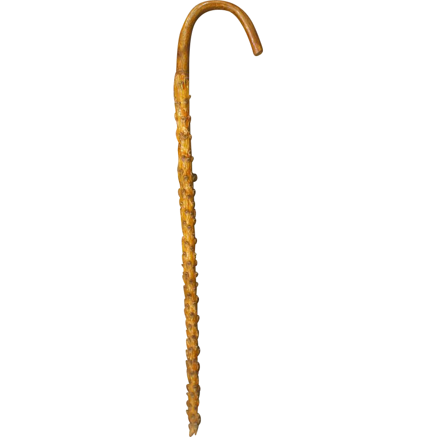Ocotillo Cactus Cane Walking Stick Crook Handle Ocotillo Cactus Cane Walking Stick Crook Handle