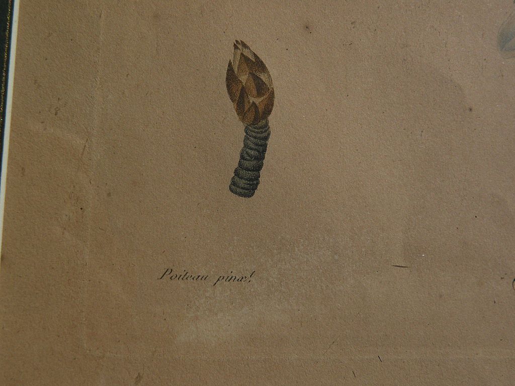 French 18th/19th century botanical illustration engraved hand colored print by noted illustrator PIERRE ANTOINE POITEAU (1766-1854) French 18th/19th century botanical illustration engraved hand colored print by noted illustrator PIERRE ANTOINE POITEAU (1766-1854)