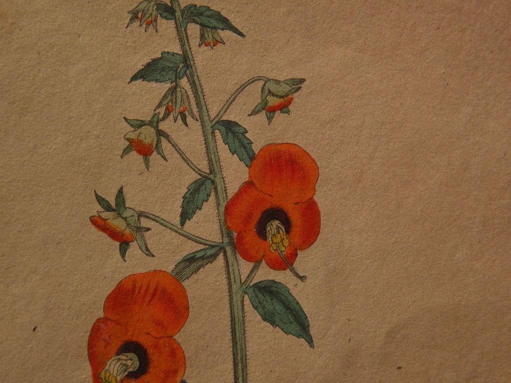 English 18th century hand colored botanical etching print dated 1798 English 18th century hand colored botanical etching print dated 1798