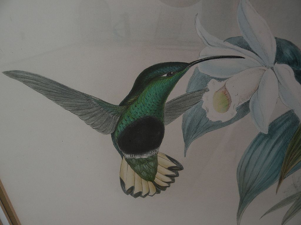 JOHN GOULD (1804-1881) **PAIR** of hand colored lithograph prints of hummingbirds by noted ornithologist illustrator artist JOHN GOULD (1804-1881) **PAIR** of hand colored lithograph prints of hummingbirds by noted ornithologist illustrator artist