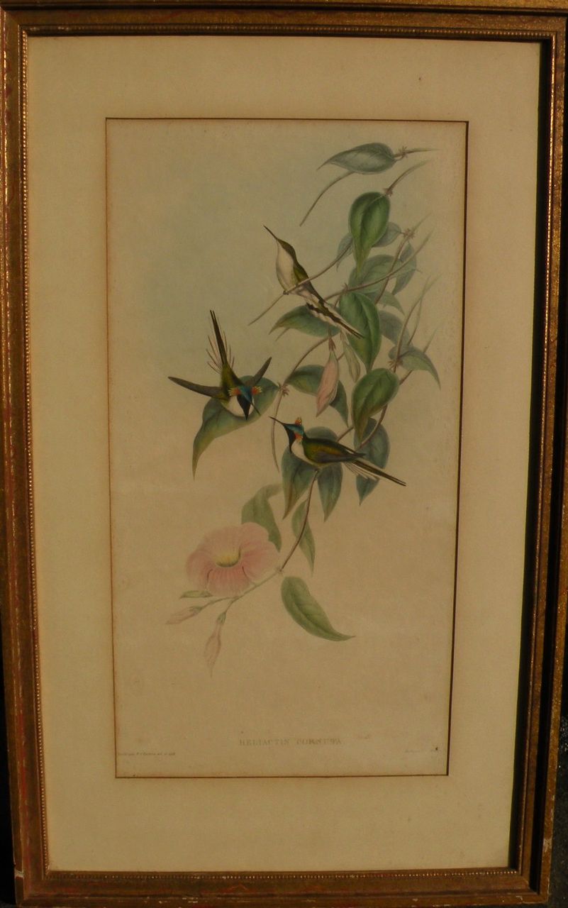 JOHN GOULD (1804-1881) hand colored lithograph print of hummingbirds by noted ornithologist illustrator artist JOHN GOULD (1804-1881) hand colored lithograph print of hummingbirds by noted ornithologist illustrator artist
