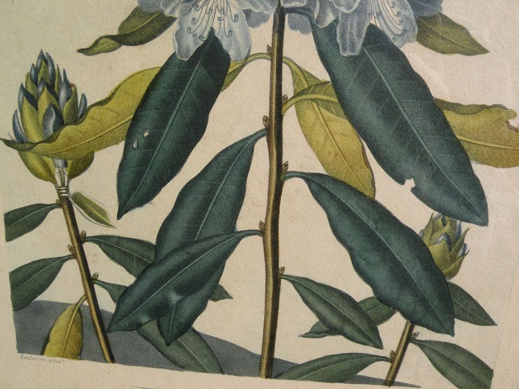 DOCTOR ROBERT JOHN THORNTON rare 1812 botanical print "Pontic Rhododendron" quarto edition DOCTOR ROBERT JOHN THORNTON rare 1812 botanical print "Pontic Rhododendron" quarto edition