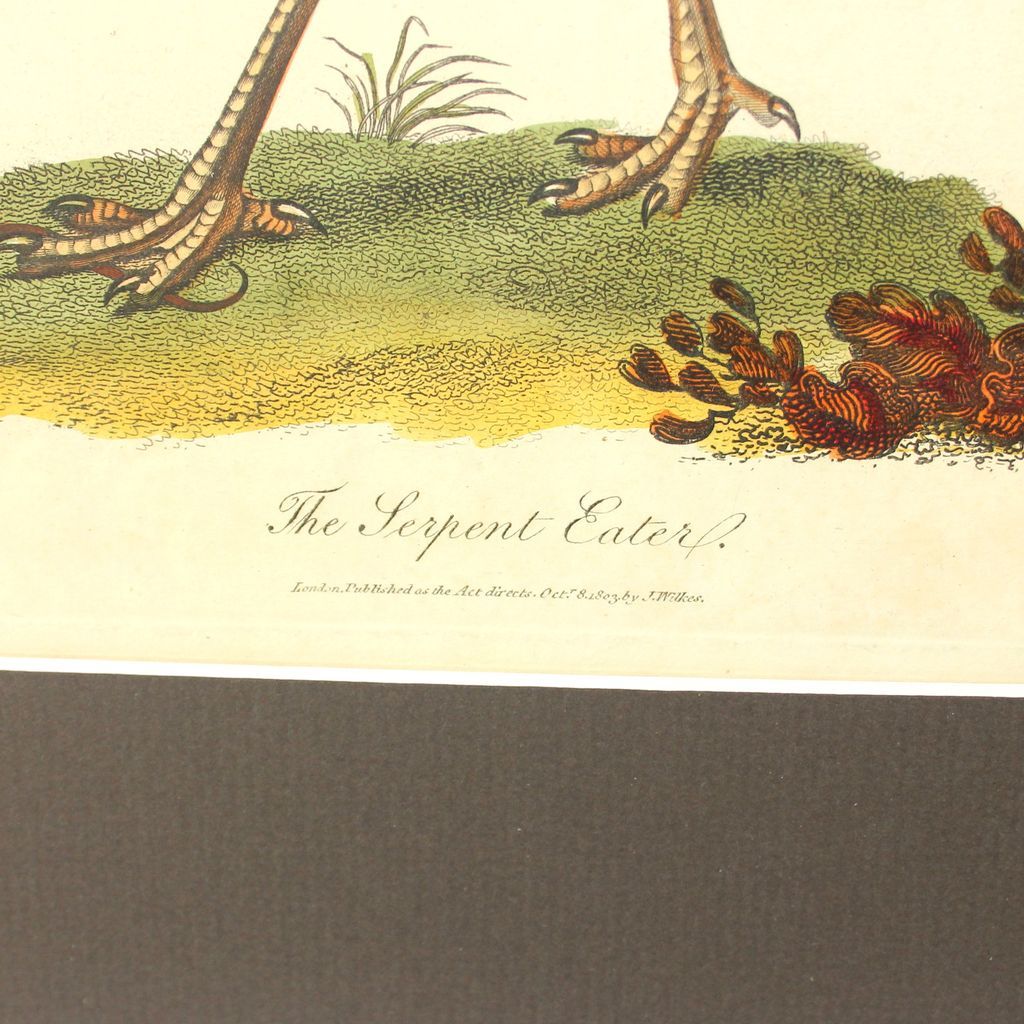 Hand colored engraving "The Serpent Eater" dated 1803 Hand colored engraving "The Serpent Eater" dated 1803