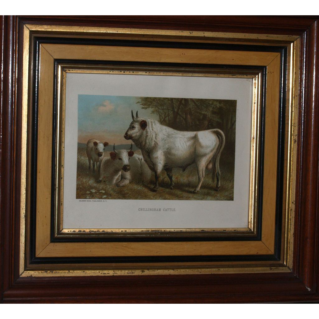 1885 CHILLINGHAM CATTLE Chromolithograph Print by L. Prang & Co. - Published by Selmar Hess N.Y. 1885 CHILLINGHAM CATTLE Chromolithograph Print by L. Prang & Co. - Published by Selmar Hess N.Y.