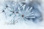MiShelli Designs MiShelli Designs