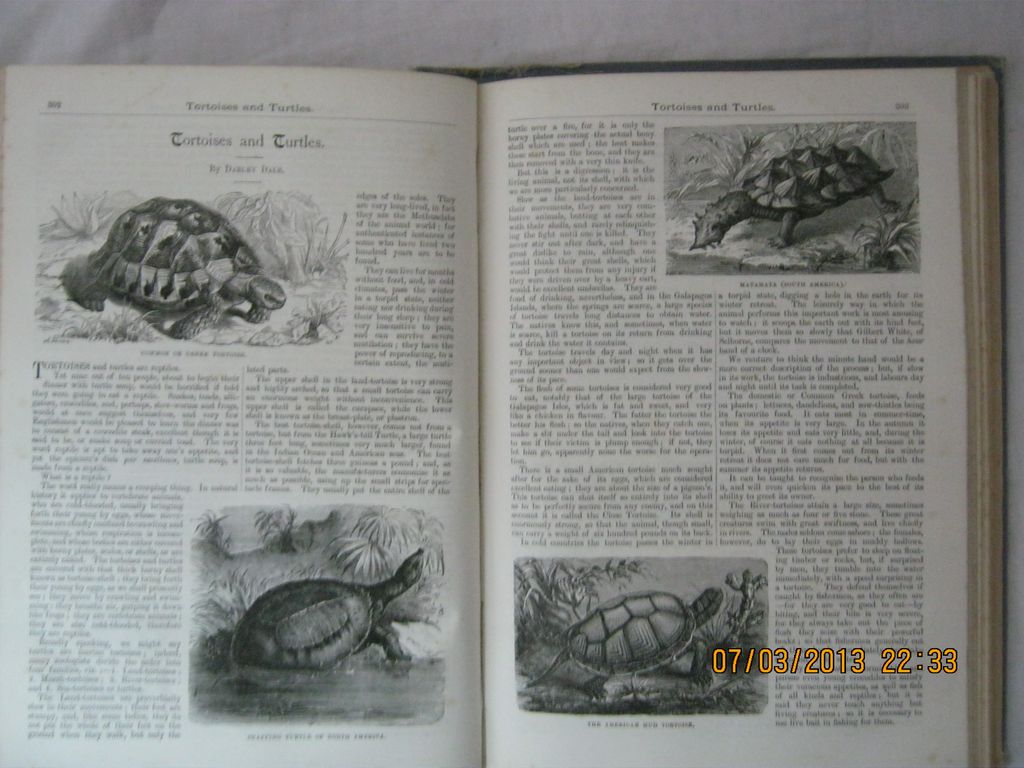 1891 Children's Annual 'Young England' 1891 Children's Annual 'Young England'