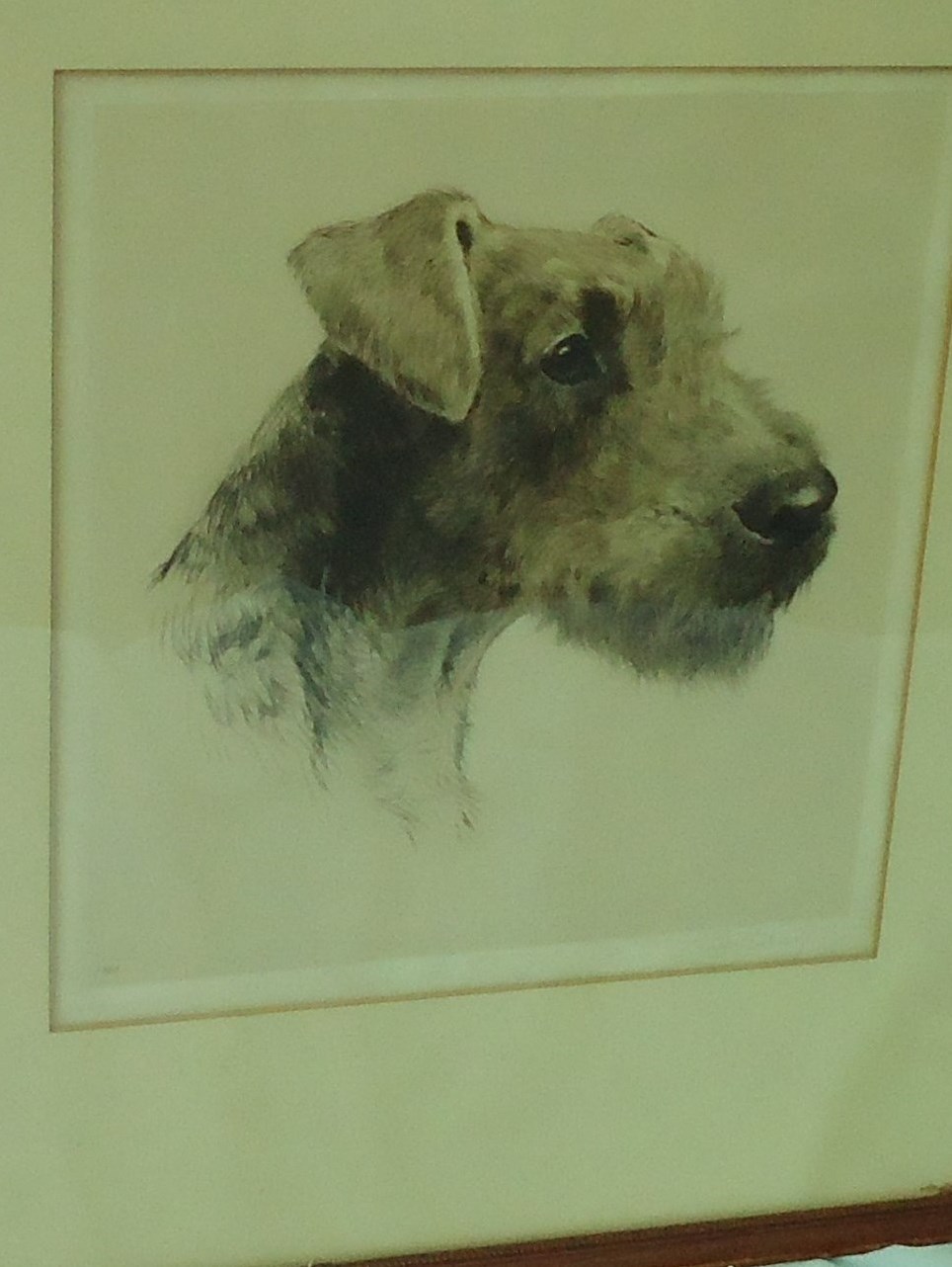 Airedale terrier etching signed Eberhardt Germany18x20 Airedale terrier etching signed Eberhardt Germany18x20