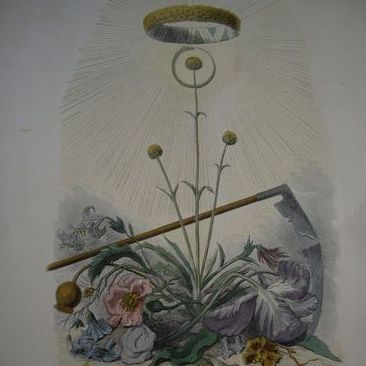 Grandville Victorian Engraving 'Immortelle' from Les Fleurs Animees. 1867. Grandville Victorian Engraving 'Immortelle' from Les Fleurs Animees. 1867.