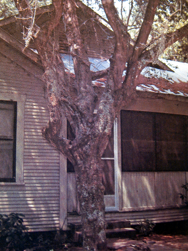 Famous Trees Of Texas First Edition Published by Texas A&M University Horticulture Famous Trees Of Texas First Edition Published by Texas A&M University Horticulture