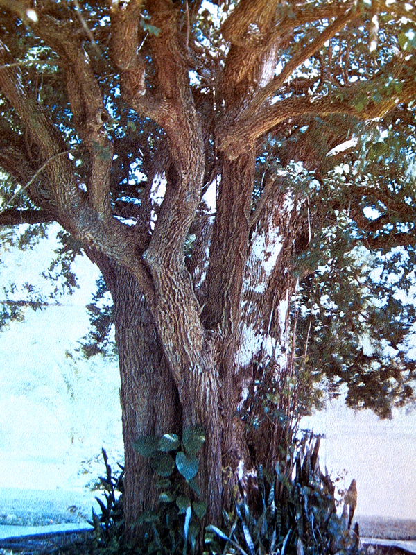 Famous Trees Of Texas First Edition Published by Texas A&M University Horticulture Famous Trees Of Texas First Edition Published by Texas A&M University Horticulture
