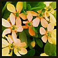 Orange Blossom Vintage Treasures