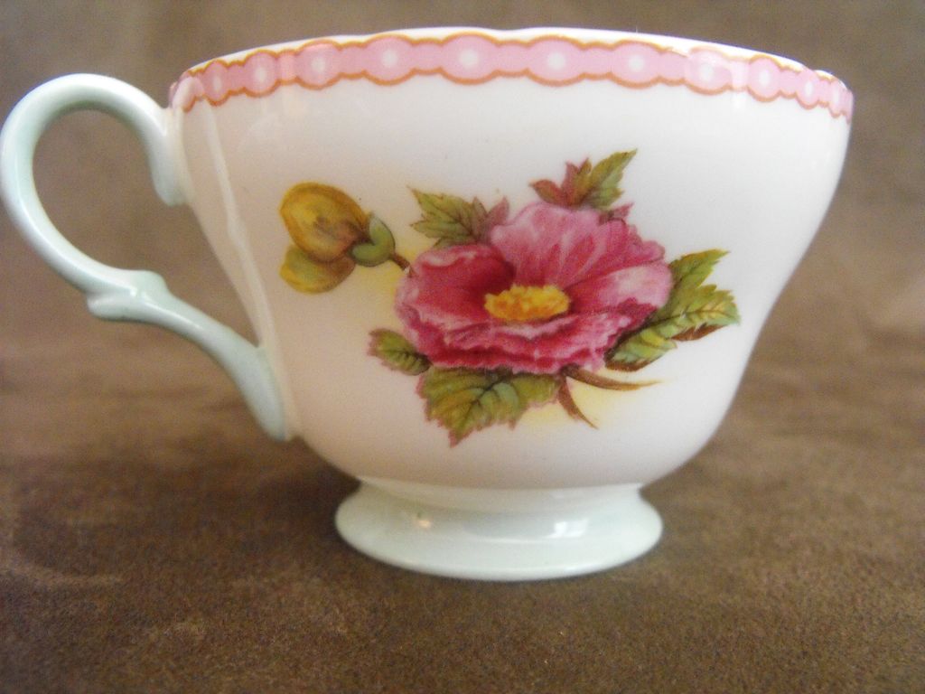 Shelley: Cup and Saucer begonia Shelley: Cup and Saucer begonia
