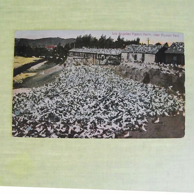 Postcard: Los Angeles Pigeon Farm C: 1910 Postcard: Los Angeles Pigeon Farm C: 1910
