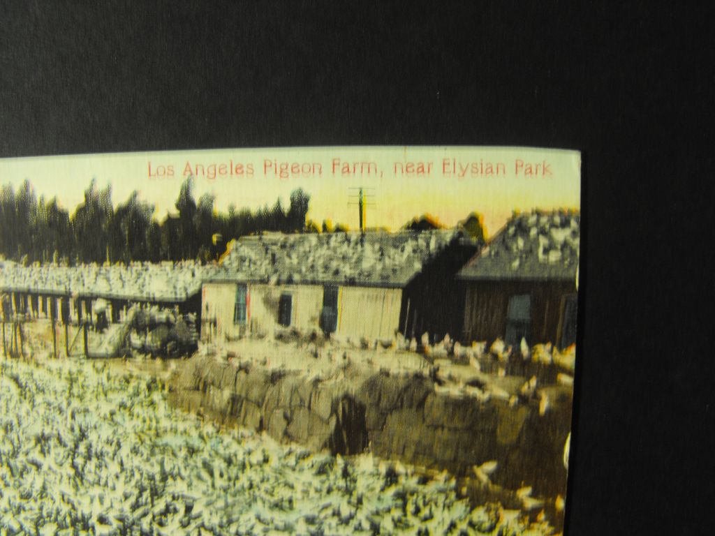 Postcard: Los Angeles Pigeon Farm C: 1910 Postcard: Los Angeles Pigeon Farm C: 1910