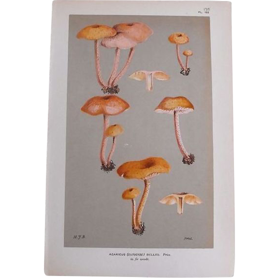 Mushroom Study Chromolithograph Print Circa 1888 Mushroom Study Chromolithograph Print Circa 1888