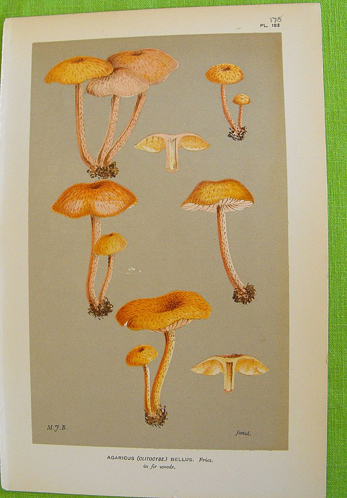 Mushroom Study Chromolithograph Print Circa 1888 Mushroom Study Chromolithograph Print Circa 1888