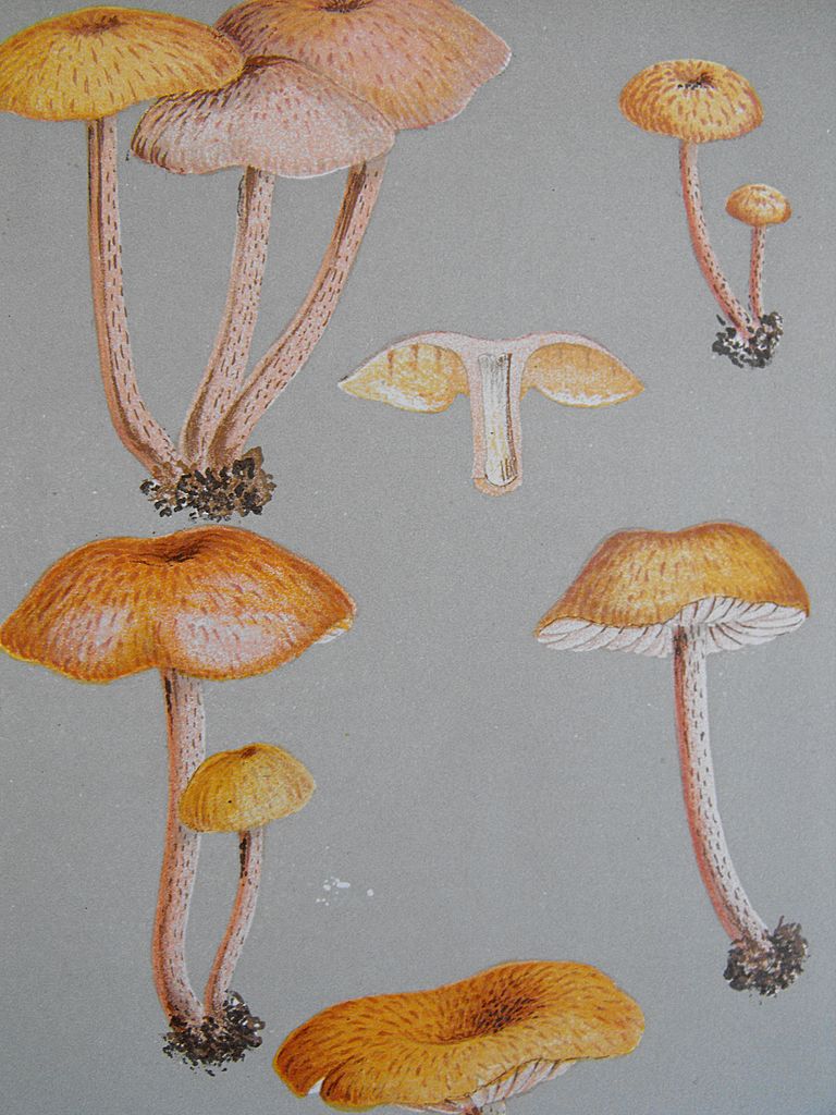 Mushroom Study Chromolithograph Print Circa 1888 Mushroom Study Chromolithograph Print Circa 1888
