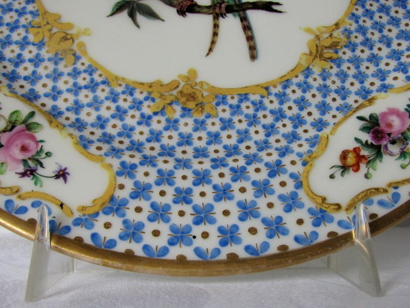 French Ornithological Plate, Antique c1825, Handpainted Bird, Raised Gold French Ornithological Plate, Antique c1825, Handpainted Bird, Raised Gold