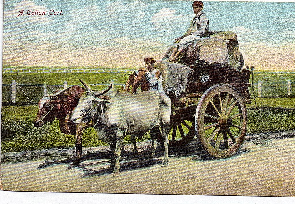 Early 1900s Black Americana Postcard A Cotton Cart Early 1900s Black Americana Postcard A Cotton Cart
