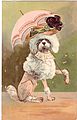 Poodles and Paper Poodles and Paper