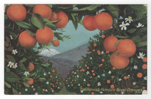 California's CA Famous Naval Oranges Vintage Postcard California's CA Famous Naval Oranges Vintage Postcard