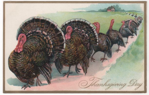 Thanksgiving Vintage Postcard Long Parade of Turkeys both Gobblers and Hens Tuck Thanksgiving Vintage Postcard Long Parade of Turkeys both Gobblers and Hens Tuck