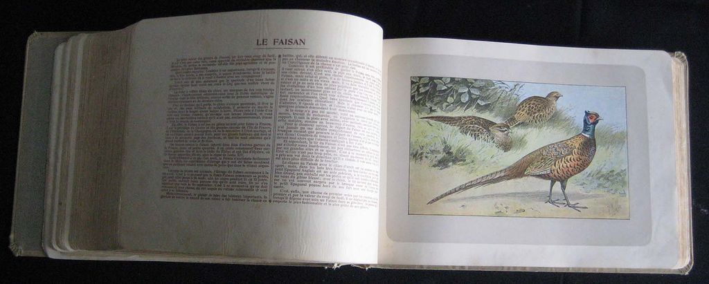 "Dogs, Wild Game and Enemies" by P. Mahler - 180 prints from 1907 "Dogs, Wild Game and Enemies" by P. Mahler - 180 prints from 1907