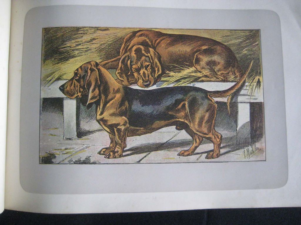 "Dogs, Wild Game and Enemies" by P. Mahler - 180 prints from 1907 "Dogs, Wild Game and Enemies" by P. Mahler - 180 prints from 1907