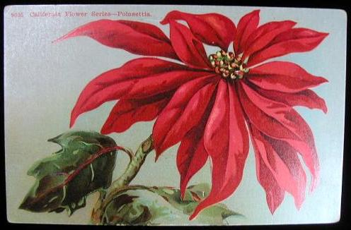"9005 California Flower Series - POINSETTIA" ~ Antique Botanical Postcard c.1910 "9005 California Flower Series - POINSETTIA" ~ Antique Botanical Postcard c.1910