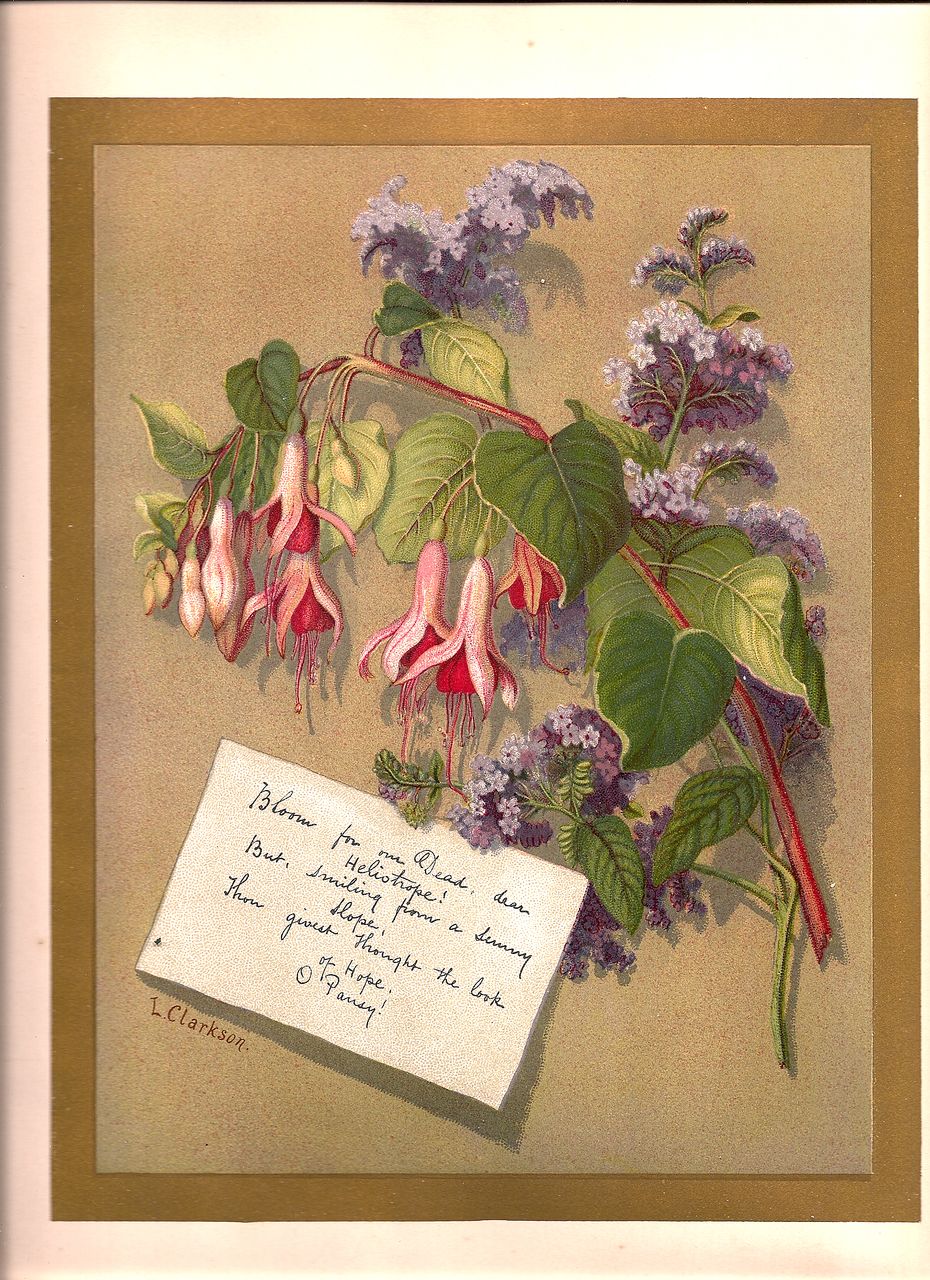 Antique PRINT - 'FUCHSIA & HELIOTROPE' ~ Victorian Chromolithograph c.1880s Antique PRINT - 'FUCHSIA & HELIOTROPE' ~ Victorian Chromolithograph c.1880s