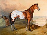 Appaloosa Antiques