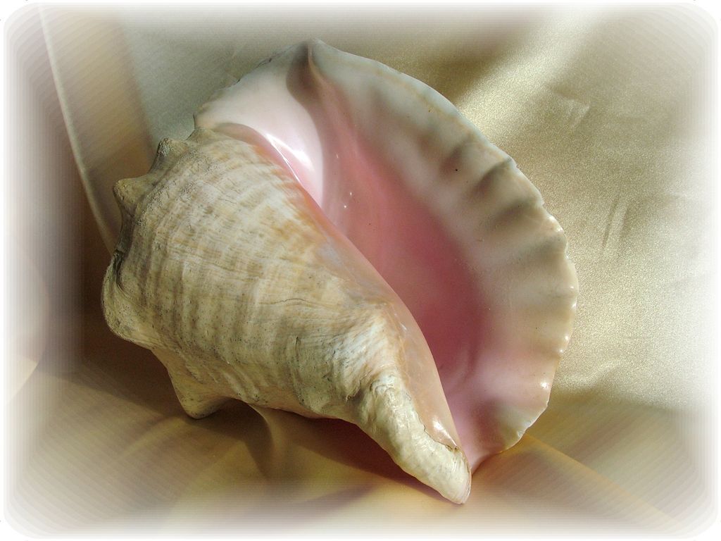 Vintage large conch shell from 50 year collection Vintage large conch shell from 50 year collection