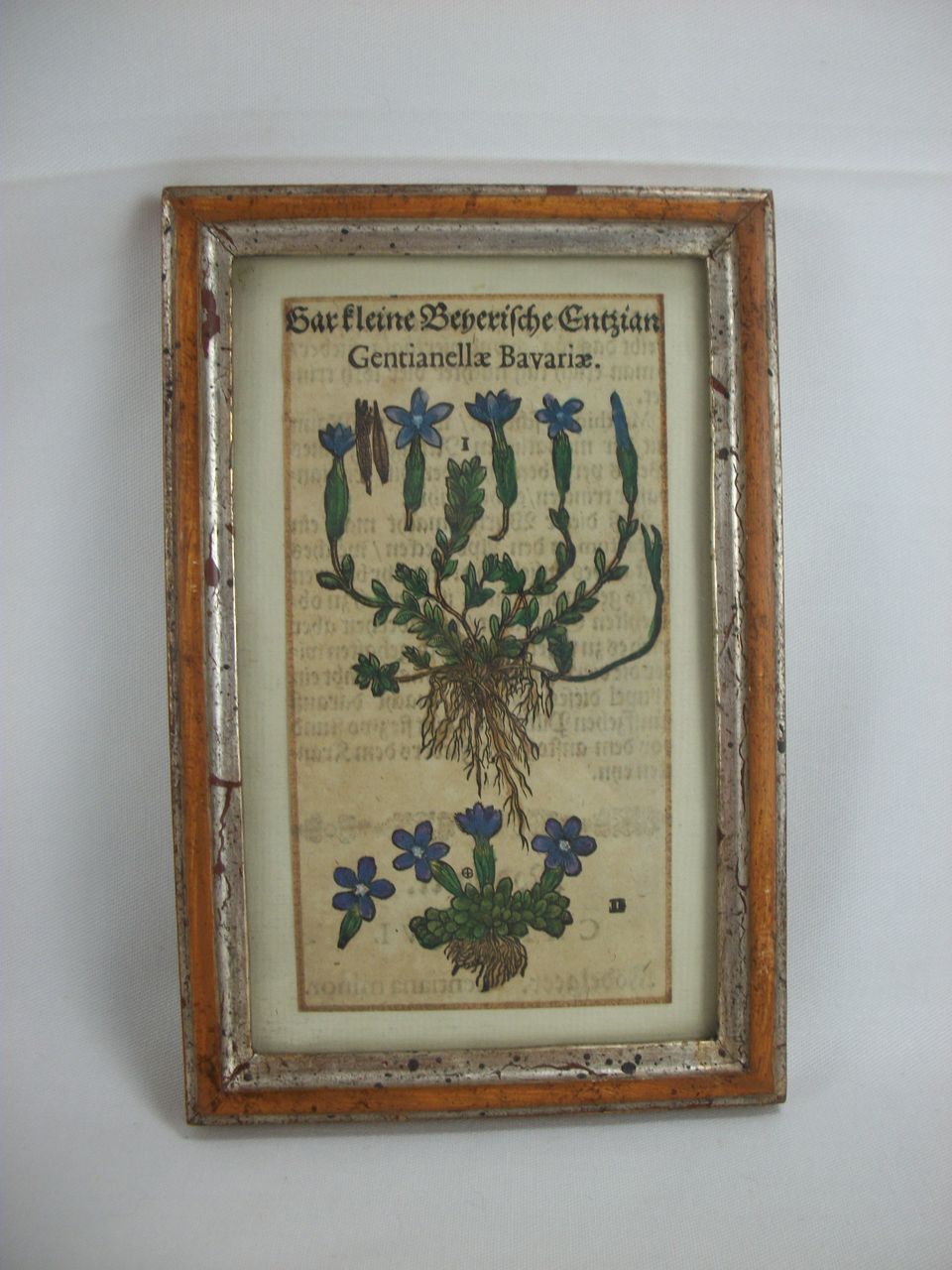 Framed Book / Manuscript Remnant from 1500s, Gentian Plant Framed Book / Manuscript Remnant from 1500s, Gentian Plant