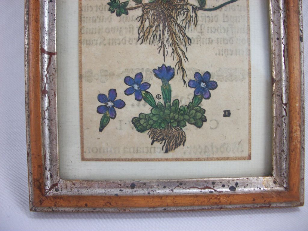 Framed Book / Manuscript Remnant from 1500s, Gentian Plant Framed Book / Manuscript Remnant from 1500s, Gentian Plant