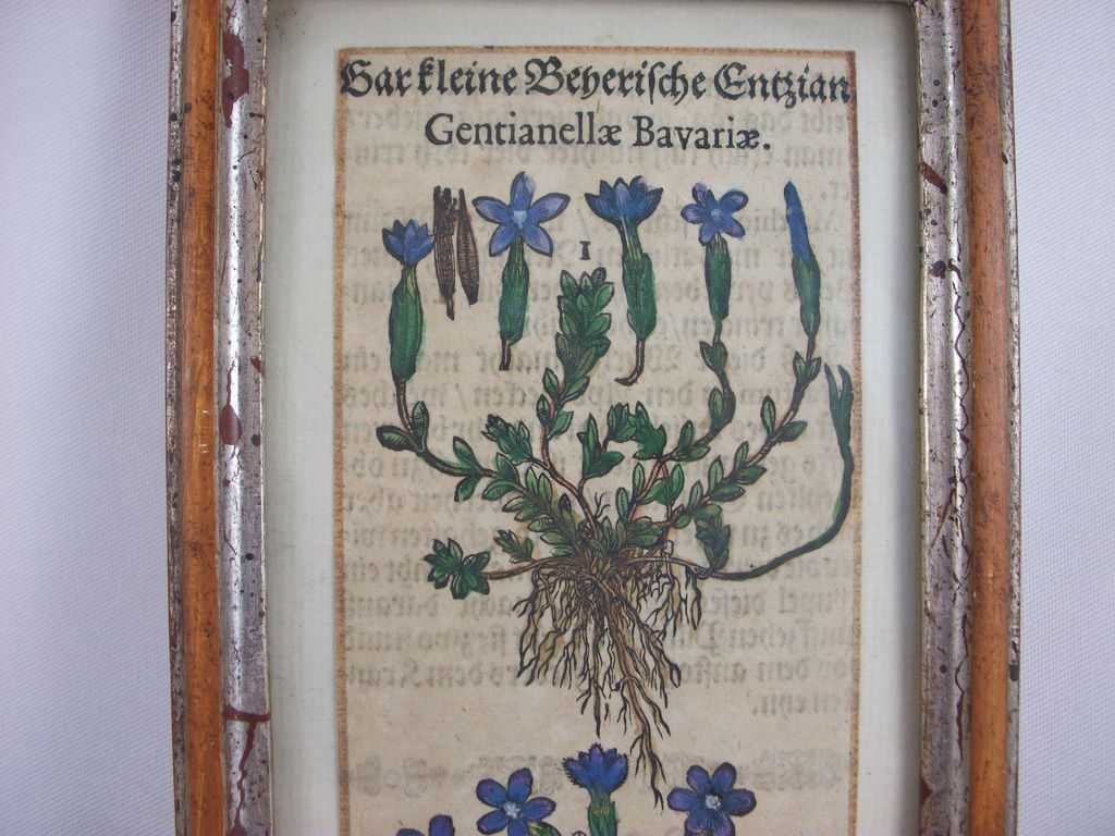 Framed Book / Manuscript Remnant from 1500s, Gentian Plant Framed Book / Manuscript Remnant from 1500s, Gentian Plant