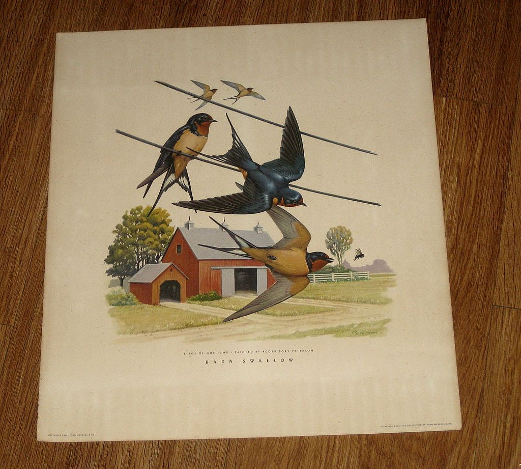 Vintage 1954 Roger Tory Peterson Print, Barn Swallows Vintage 1954 Roger Tory Peterson Print, Barn Swallows
