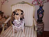 Sweetie's Memorable Gemz